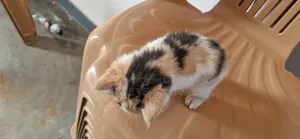 0-1 month Male Purebred Bombay