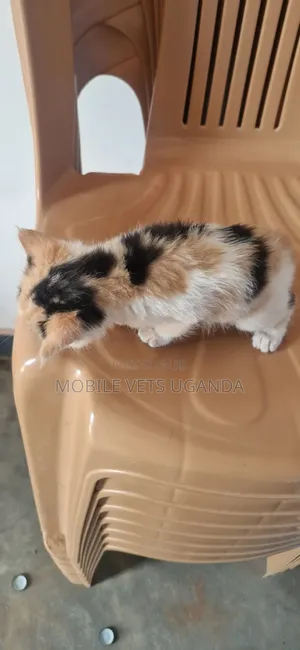 1-3 months Male Purebred Selkirk Rex