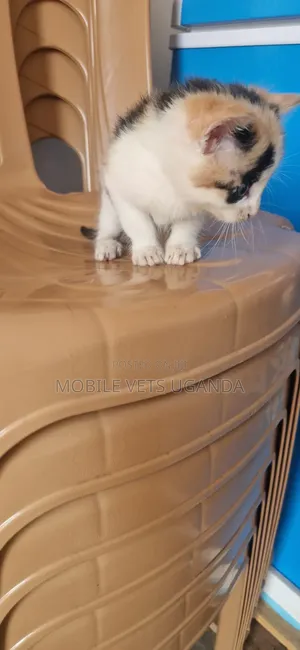 1-3 months Male Purebred Ragamuffin