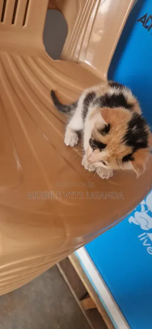 1-3 months Female Purebred Tabby