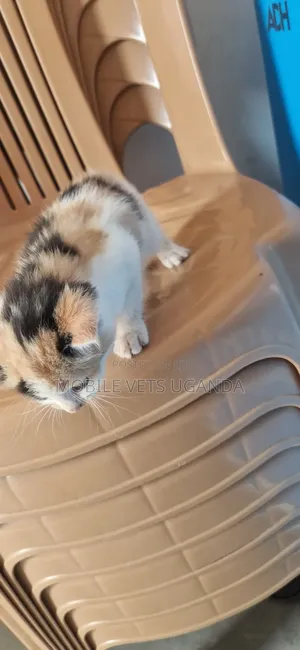 1-3 months Female Purebred Turkish Angora