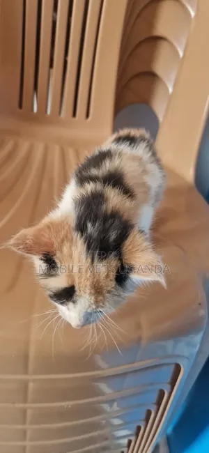 0-1 month Female Purebred Sphynx