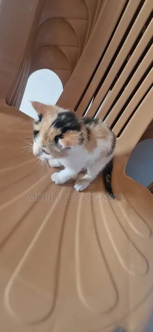 1-3 months Male Purebred Abyssinian