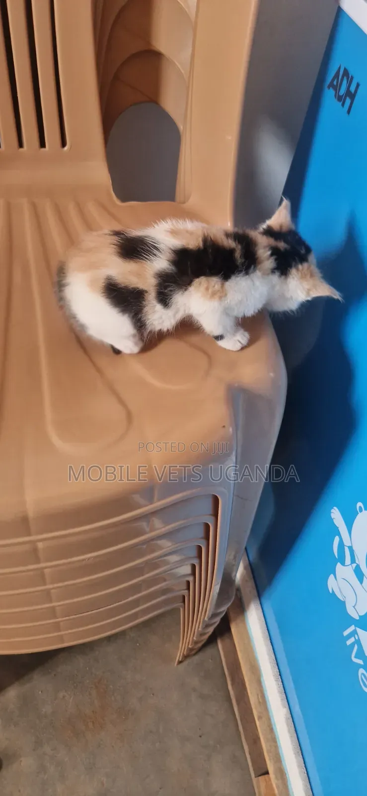 1-3 months Male Purebred Exotic