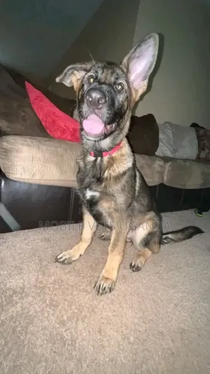 1-3 months Female Purebred German Shepherd