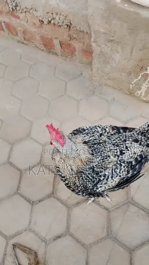 Mature Kroilers Chicken Forsal3