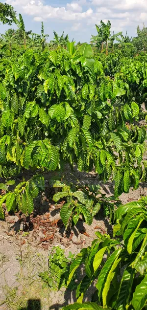 Coffee Plantation