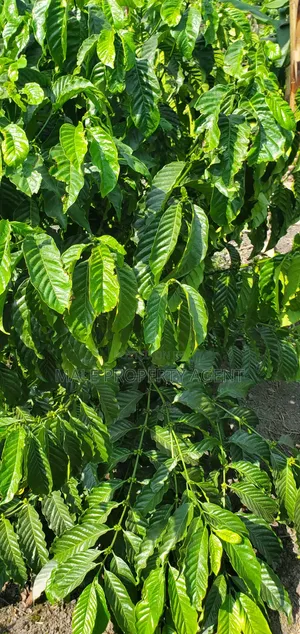 Coffee Plantation
