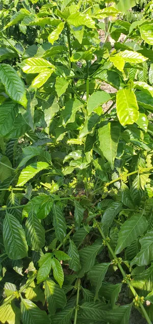 Coffee Plantation