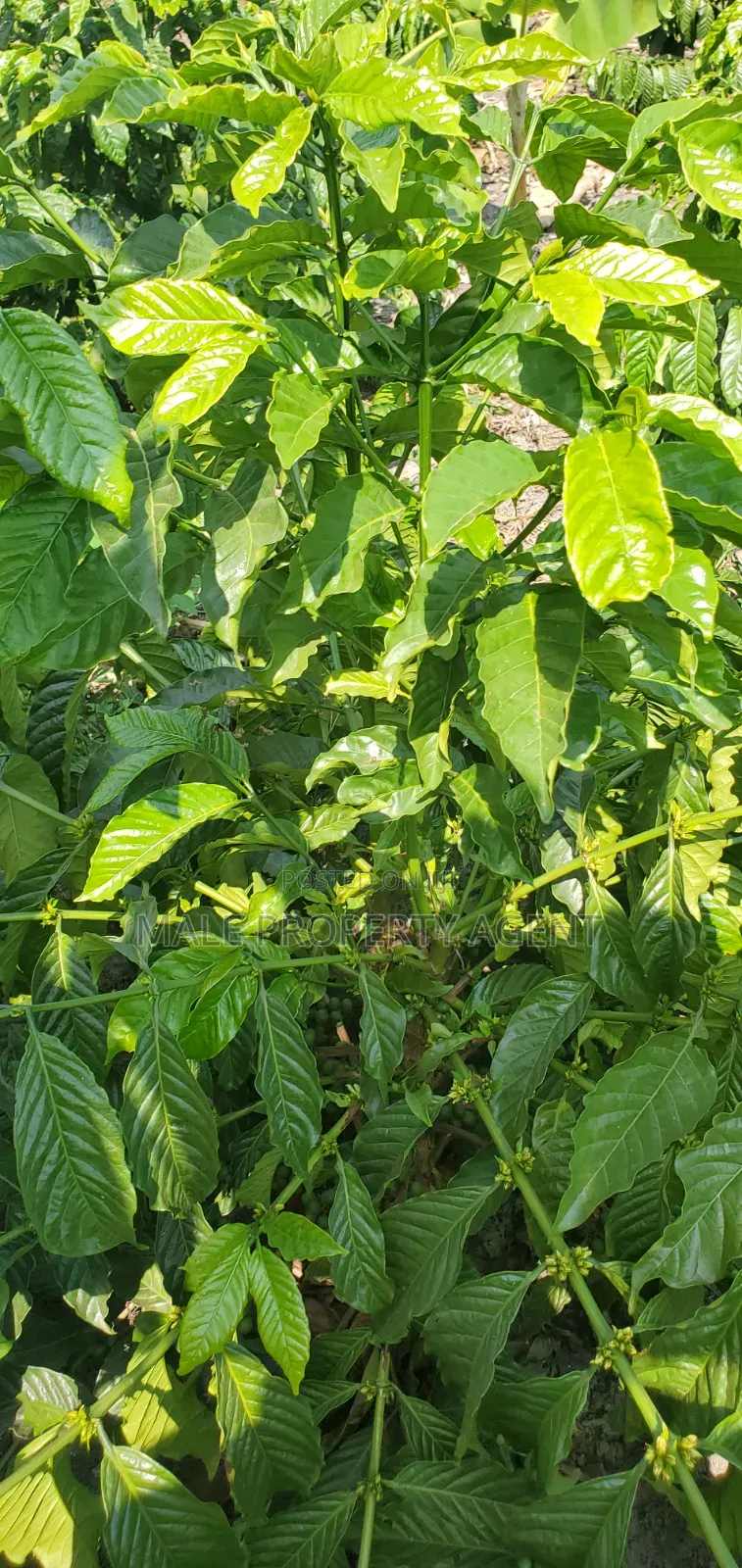 Coffee Plantation