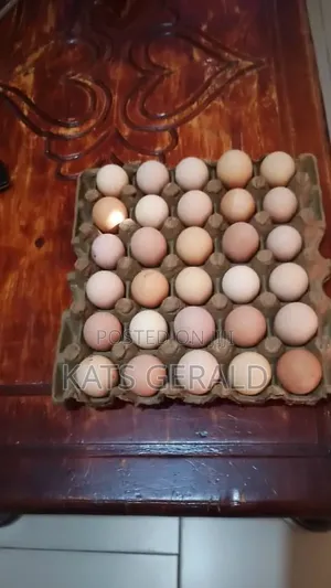 Fertilised Eggs for Sale