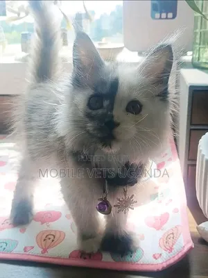 1-3 months Female Purebred American Bobtail