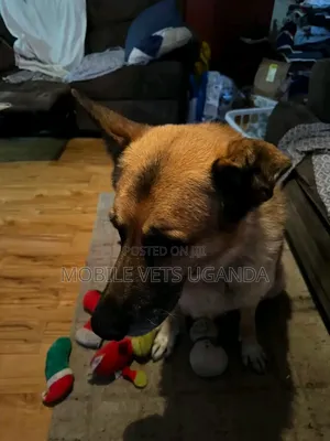 6-12 months Male Purebred German Shepherd