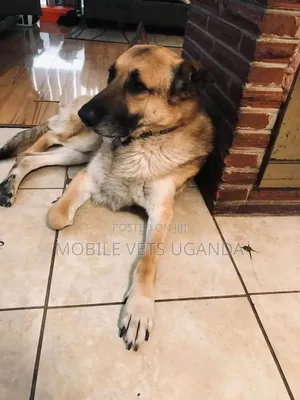 3-6 months Female Purebred German Shepherd