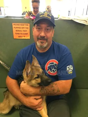 3-6 months Female Purebred German Shepherd
