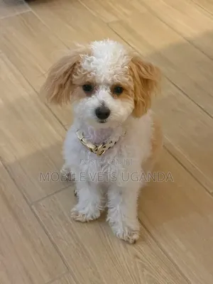 1-3 months Male Purebred Maltese