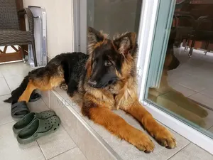 3-6 months Male Purebred German Shepherd