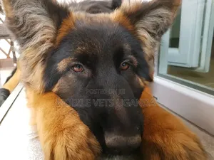 1-3 months Female Purebred German Shepherd
