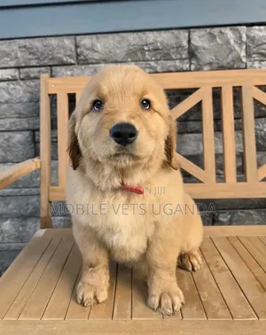 1-3 months Male Purebred Golden Retriever