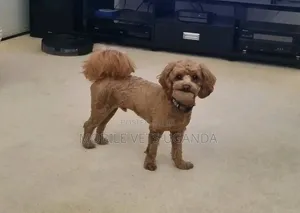 3-6 months Male Purebred Maltese