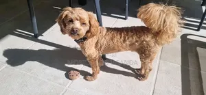 0-1 month Female Purebred Maltese
