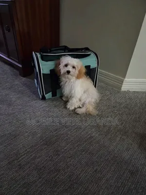 1-3 months Male Purebred Maltese
