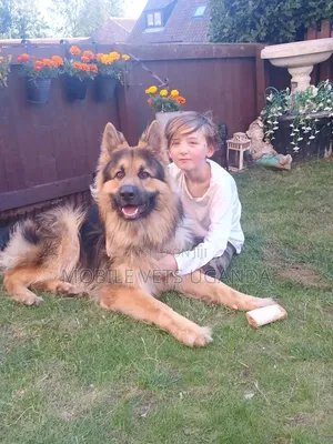 1-3 months Male Purebred German Shepherd
