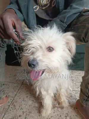1+ year Female Purebred Dog