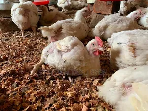 Broiler Chickens