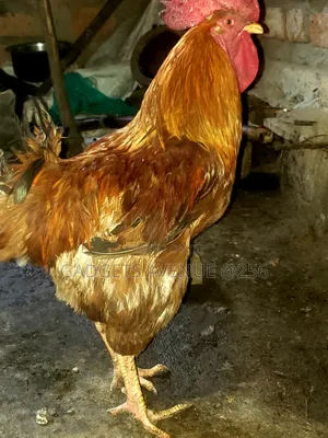 Reddish-Brown Plumage and Rapid Growth.