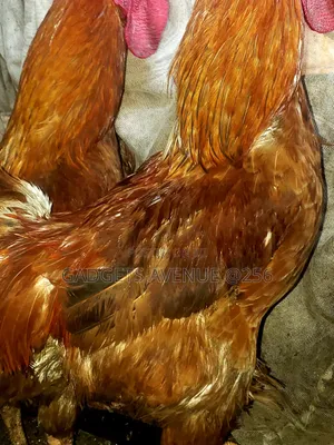 Reddish-Brown Plumage and Rapid Growth.