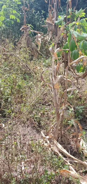 Land for Sell