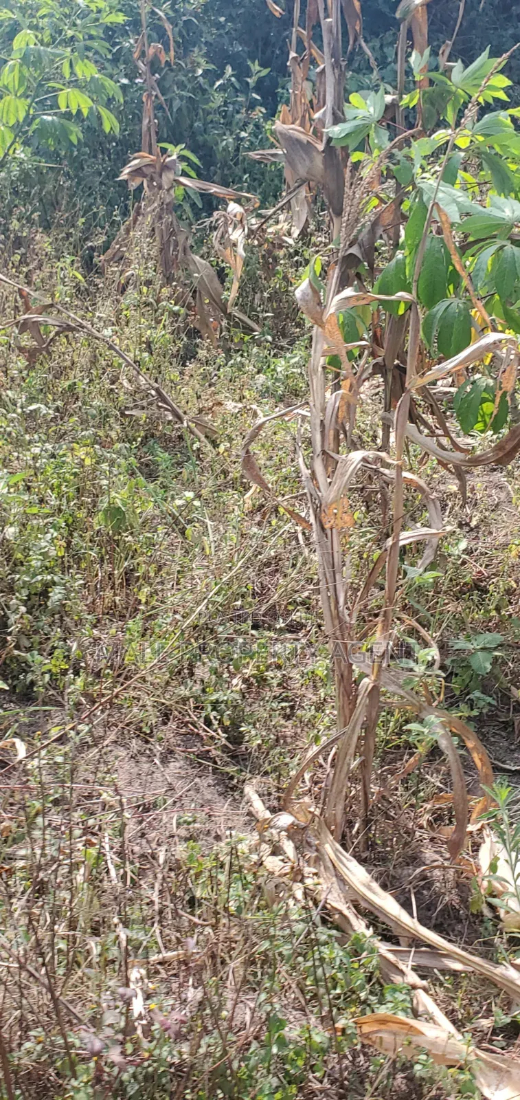 Land for Sell