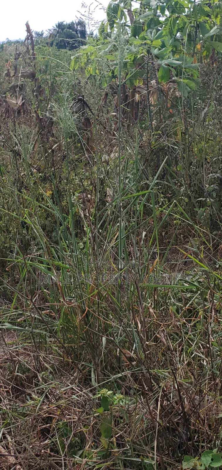 Land for Sell