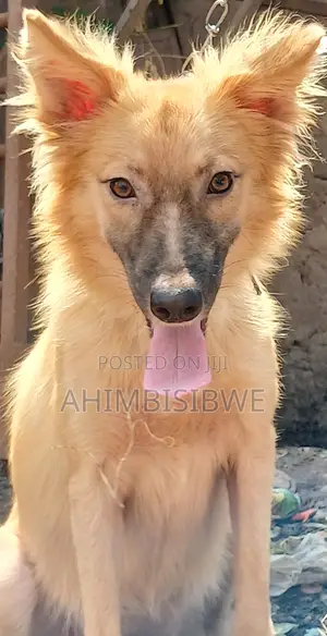 3-6 months Female Mixed Breed German Shepherd