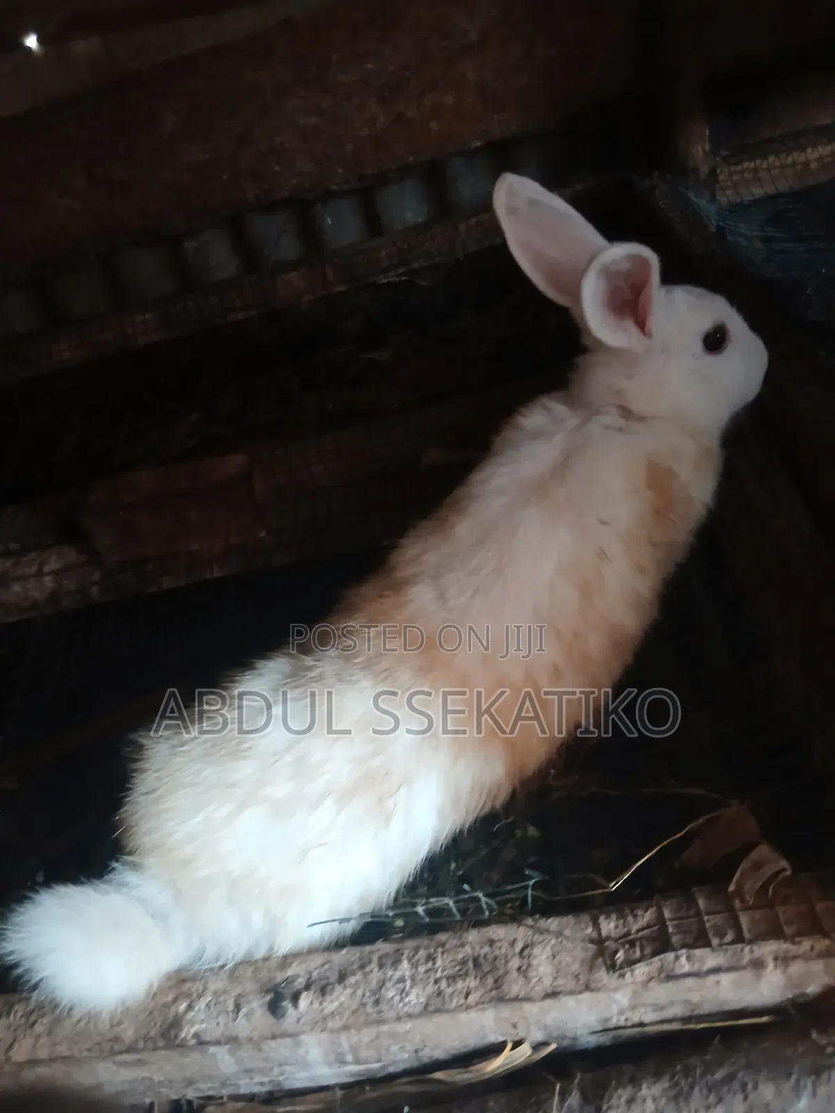 Rabbits for Sale