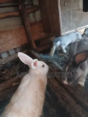 Rabbits for Sale