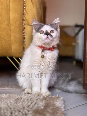 3-6 months Female Purebred Persian