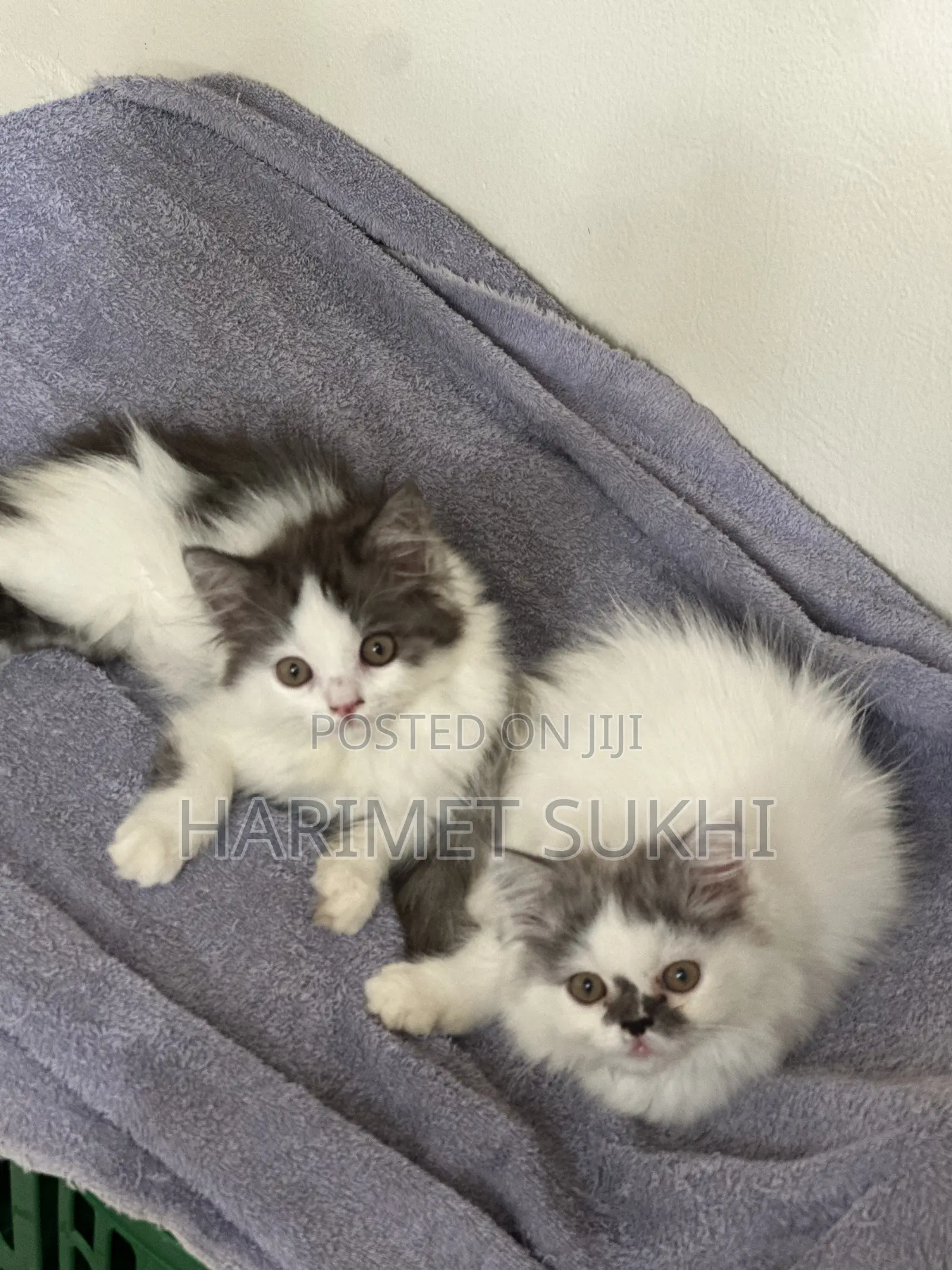 3-6 months Female Purebred Persian