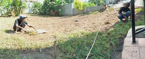 Grass Laying