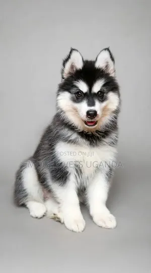 3-6 months Female Purebred Siberian Husky