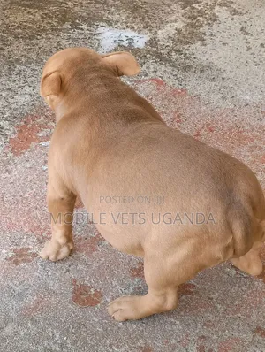 0-1 month Male Purebred Boerboel