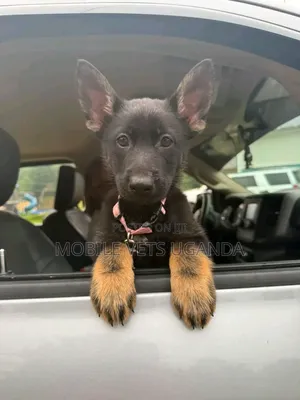 1-3 months Female Purebred German Shepherd