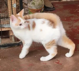 1-3 months Female Purebred Bombay