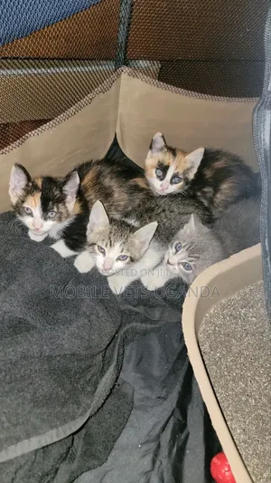 0-1 month Female Purebred Bengal