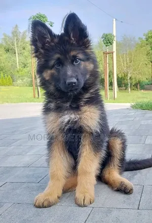 1-3 months Male Purebred German Shepherd