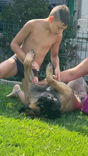 3-6 months Male Purebred Boerboel