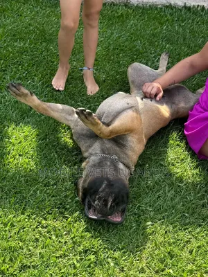 3-6 months Female Purebred Boerboel