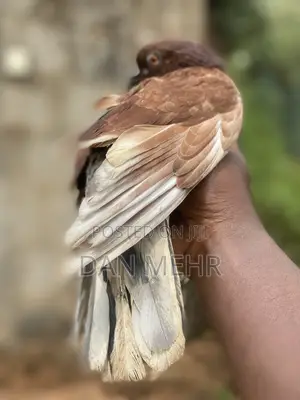 Local Pigeons