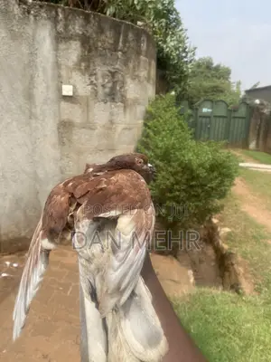 Local Pigeons
